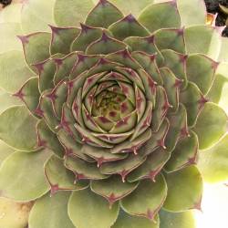 Sempervivum - Dachwurz - Hauswurz